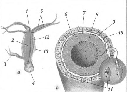 Kra20.at